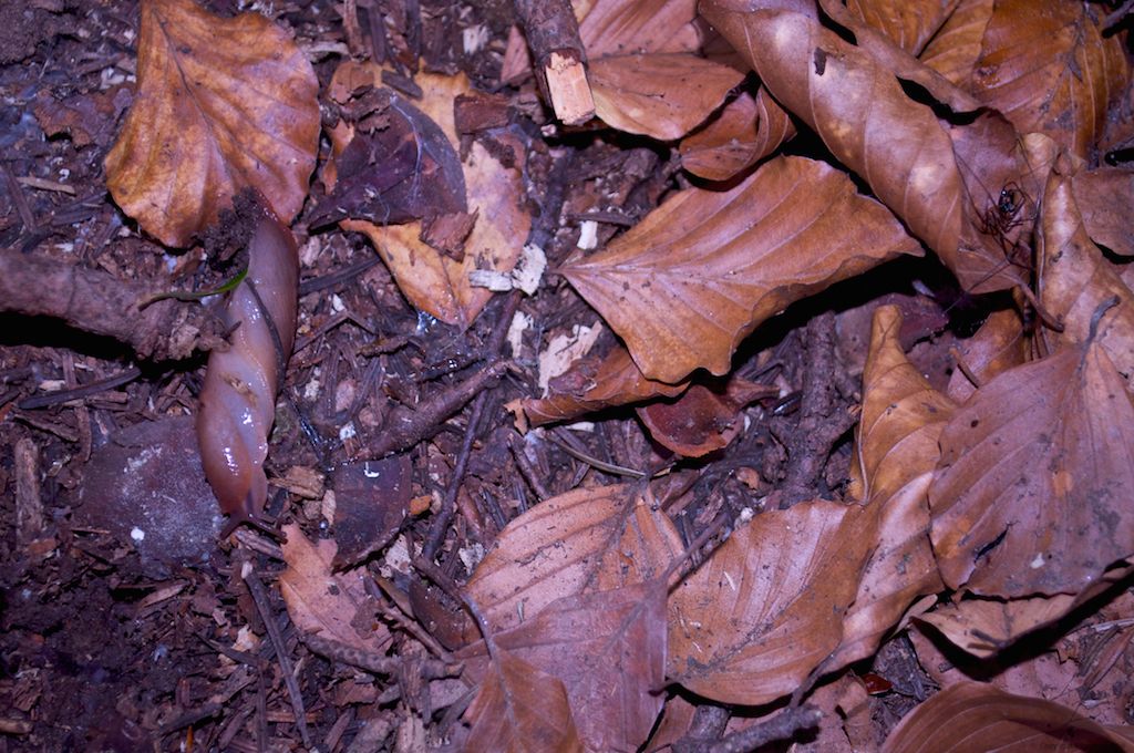 Limax aldrovandi Moquin-Tandon 1855 dal Parco dell''Orecchiella (LU)